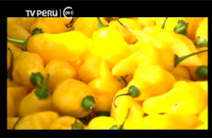 Ají rey de las especias